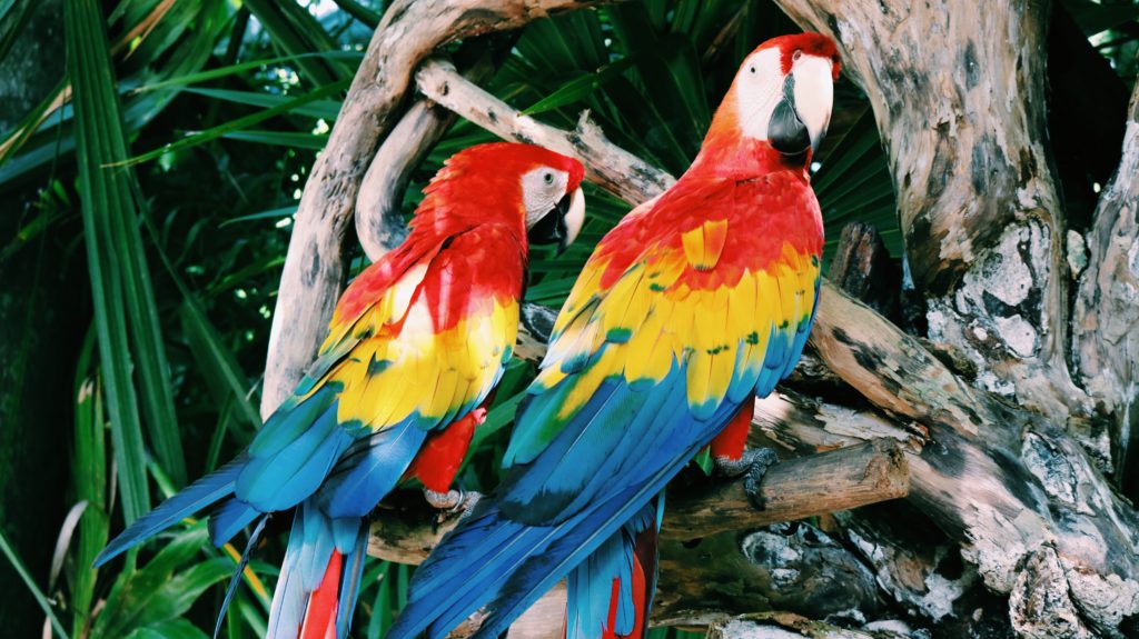 Parrots in Cancun Mexico